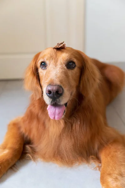 Golden retriever dog with jerky snack on head