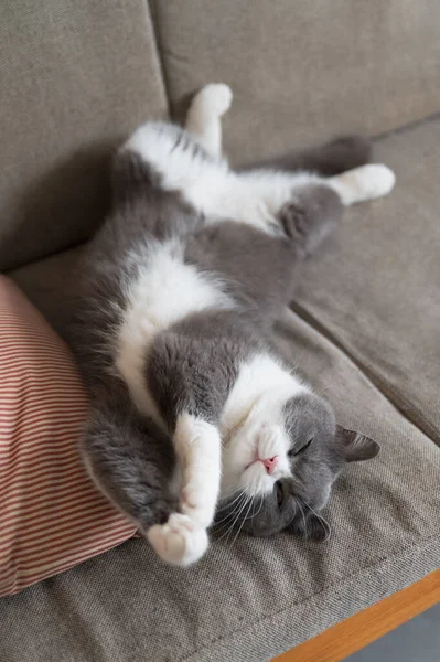 Kotek Śpi Kanapie Pokazując Swój Brzuch — Zdjęcie stockowe