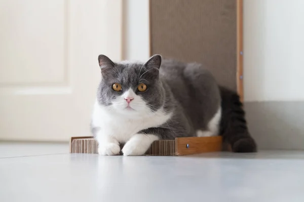British Shorthair Cat Lying Scratching Post — Stok Foto