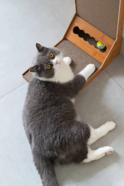 British Shorthair Cat Lying Scratching Post — Stock Photo, Image