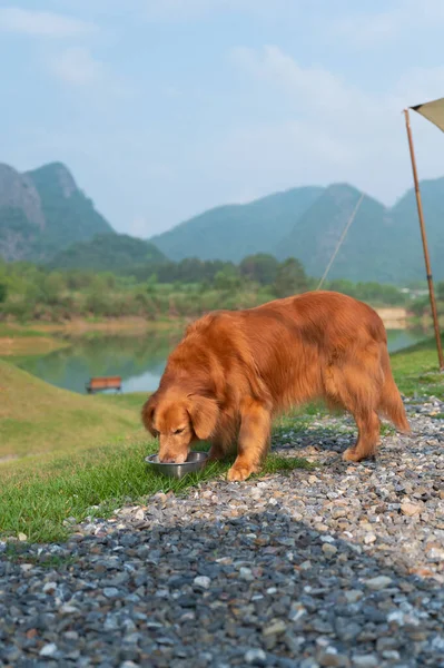 Golden Retriever eating by the lake outdoors