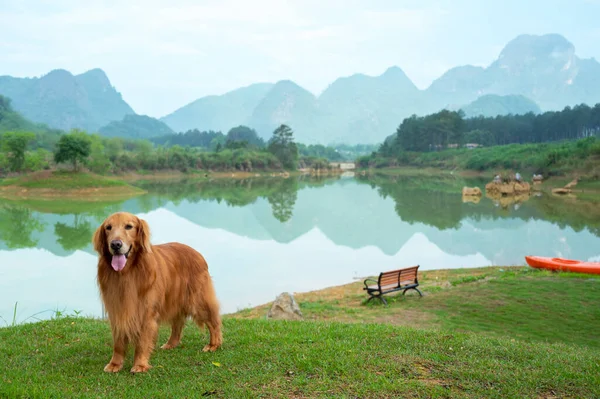 Golden Retriever standing on the grass by the lake