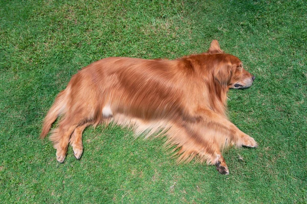 Golden Retriever Deitado Lateralmente Sobre Grama Aquecendo Sol — Fotografia de Stock