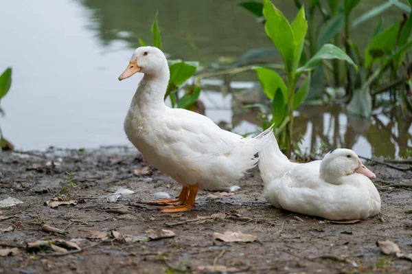 Zwei Enten Teich — Stockfoto