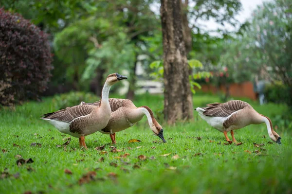 Couple Geese Foraging Grass — Stock Photo, Image