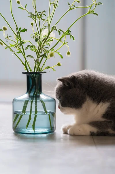 Gato Abreviatura Britânico Olha Para Fábricas Vaso — Fotografia de Stock