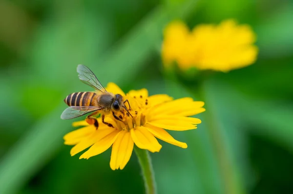 Μέλισσα Ένα Κίτρινο Λουλούδι Μακροεντολή Closeup — Φωτογραφία Αρχείου