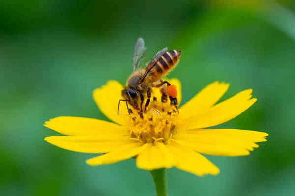 蜜蜂在一朵黄色的花朵上 宏观特写 — 图库照片