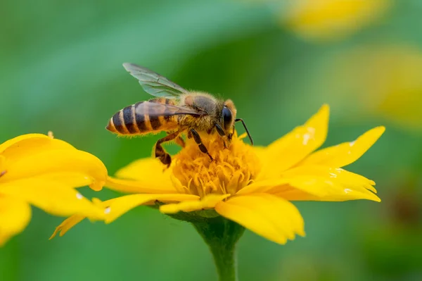 Μέλισσα Ένα Κίτρινο Λουλούδι Μακροεντολή Closeup — Φωτογραφία Αρχείου