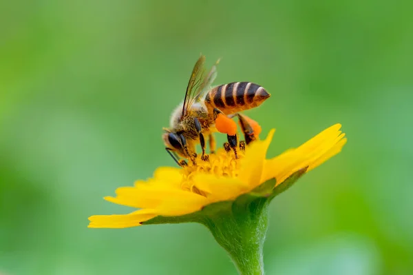 Včela Žlutém Květu Makro Detailní — Stock fotografie