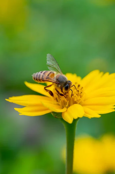 Včela Žlutém Květu Makro Detailní — Stock fotografie
