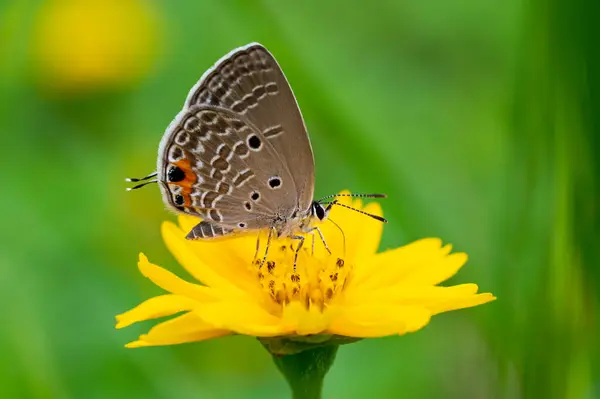 stock image Butterfly on yellow flower, macro closeup