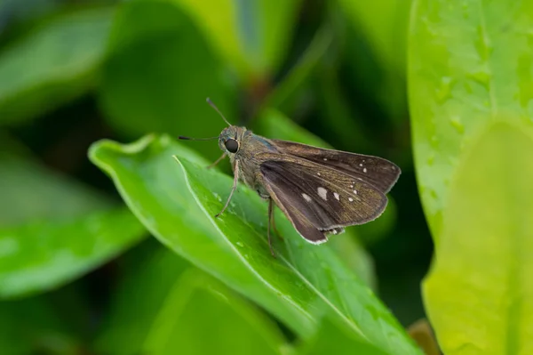 Метелик Зеленому Листі Макро Крупним Планом — стокове фото