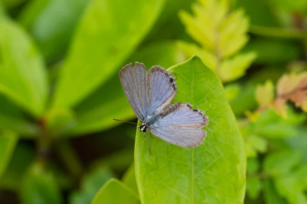 Motyl Zielonym Liściu Makro Zbliżenie — Zdjęcie stockowe