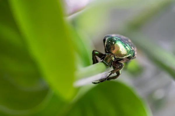 Πράσινο Σκαθάρι Σέρνεται Ένα Φύλλο Macro Closeup — Φωτογραφία Αρχείου