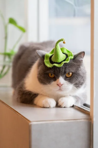 British Shorthair Cat Wearing Small Hat — Stock Photo, Image