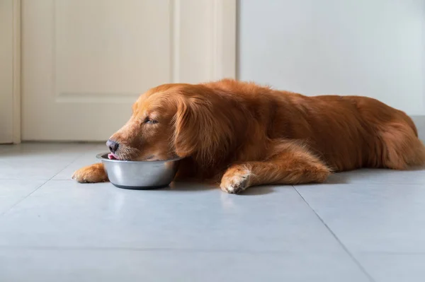 Golden retriever lying on the floor and eating