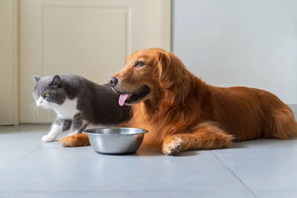 British shorthair cat and golden retriever lying on the floor and eating