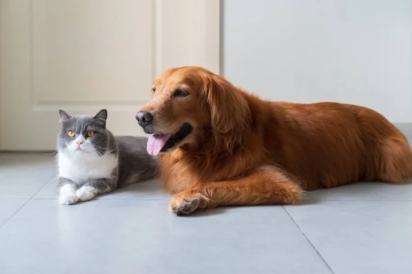 Βρετανική Γάτα Shorthair Και Golden Retriever Που Βρίσκεται Στο Πάτωμα — Φωτογραφία Αρχείου