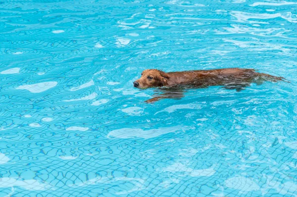 Golden Retriever Zwemmen Spelen Het Zwembad — Stockfoto