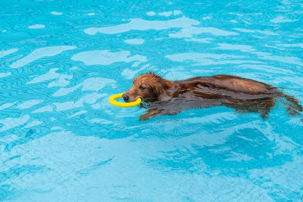 Golden Retriever Κολύμπι Και Παίζει Στην Πισίνα — Φωτογραφία Αρχείου