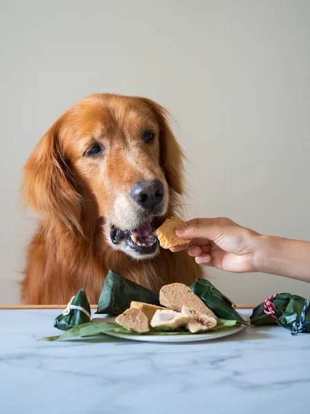 Golden Retriever Hund Mit Futter Der Hand — Stockfoto