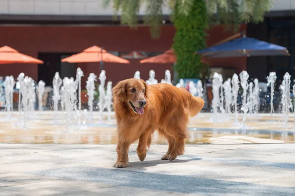 Golden Retriever next to the fountain in the square