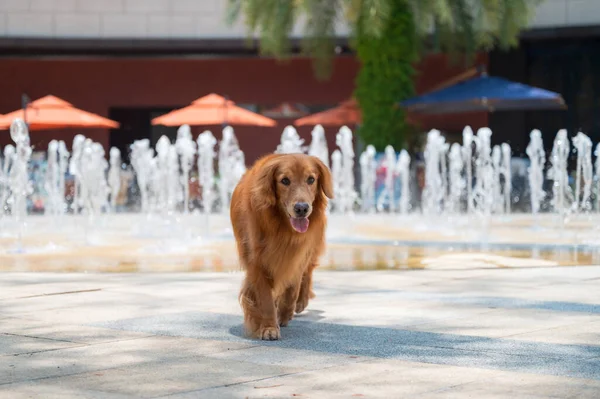 Golden Retriever next to the fountain in the square