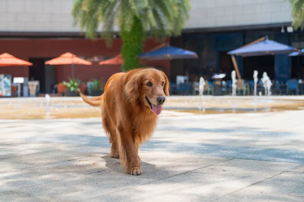 Golden Retriever walking in the square