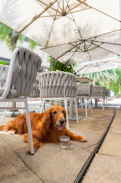 户外餐馆的椅子旁边躺着一只金毛猎犬 — 图库照片