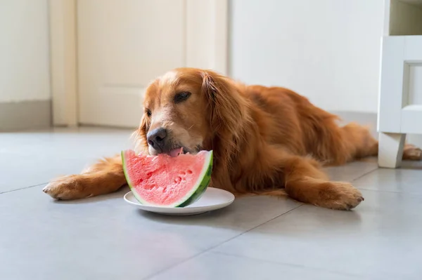 Golden retriever lying on the ground and eating watermelon