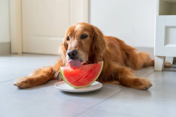 Golden retriever lying on the ground and eating watermelon
