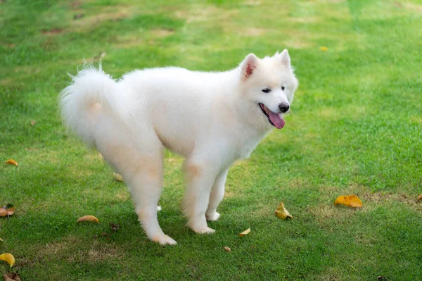 Les Chiens Samoyed Jouant Sur Herbe — Photo