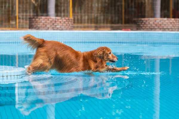 The moment the golden retriever jumps into the swimming pool