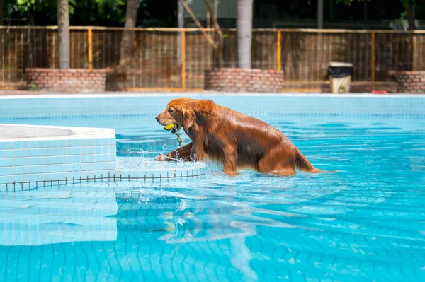Wet Golden Retriever Comes Out Pool — Stock Photo, Image