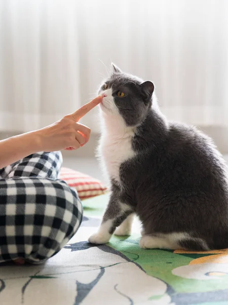 Tocando Nariz Gato Taquigrafía Británico Con Dedo — Foto de Stock
