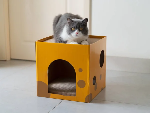 Britânico Gato Shorthair Deitado Caixa Papelão Gato Lixo — Fotografia de Stock