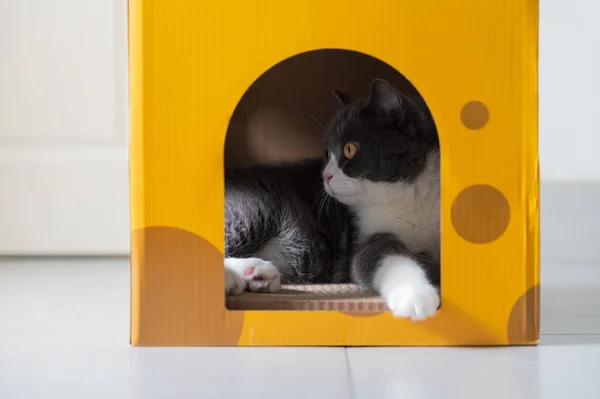 stock image British shorthair cat inside a cardboard box cat litter