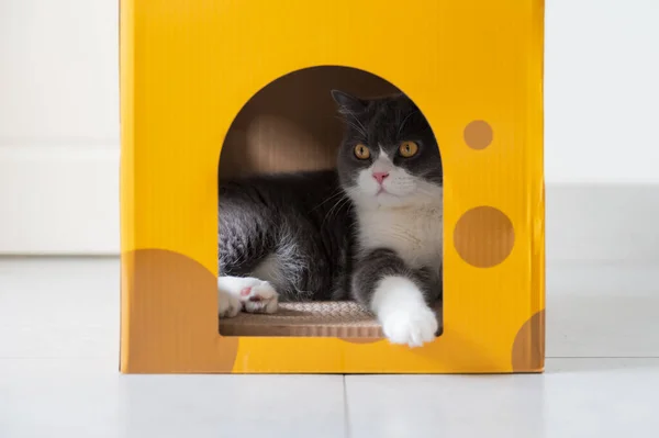 Britânico Gato Shorthair Dentro Uma Caixa Papelão Gato Litter — Fotografia de Stock