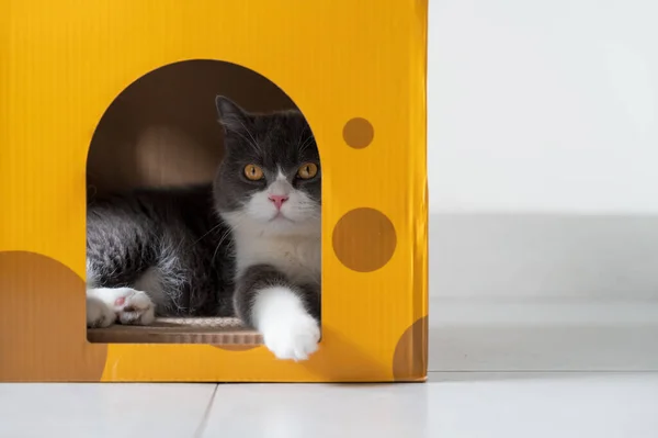 British shorthair cat inside a cardboard box cat litter