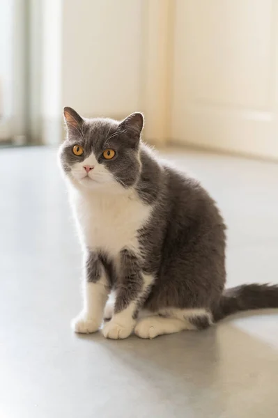 Британская Короткошерстная Кошка Сидящая Полу — стоковое фото