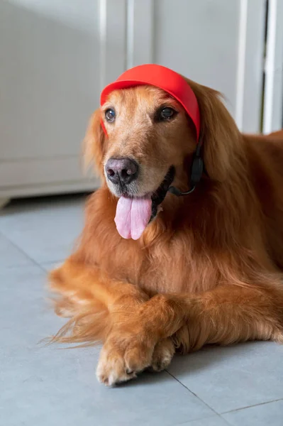 Golden Retriever on the ground wearing a hat.