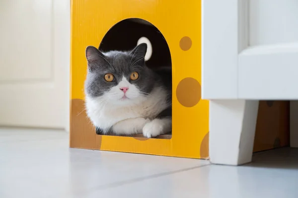 Stock image British shorthair cat inside a cardboard box kennel