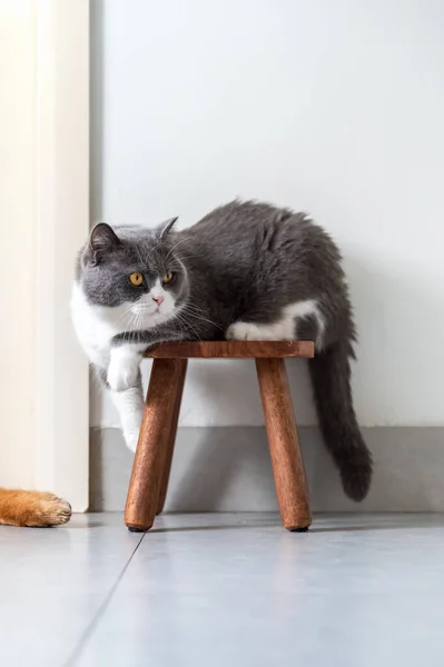 British Shorthair Cat Sitting Stool — Stock Photo, Image