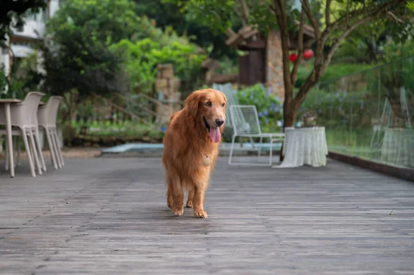 Golden Retriever Περπατώντας Στην Αυλή — Φωτογραφία Αρχείου