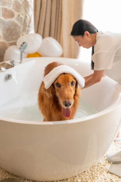 Bathing Golden Retriever Bathtub — Stock Photo, Image