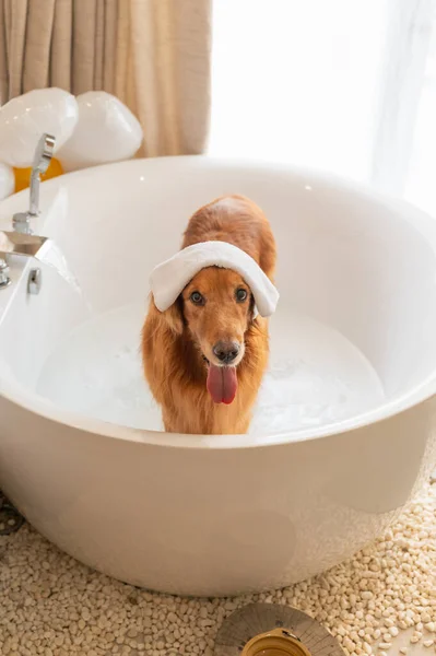 Golden Retriever getting ready for a bath inside the bathtub.