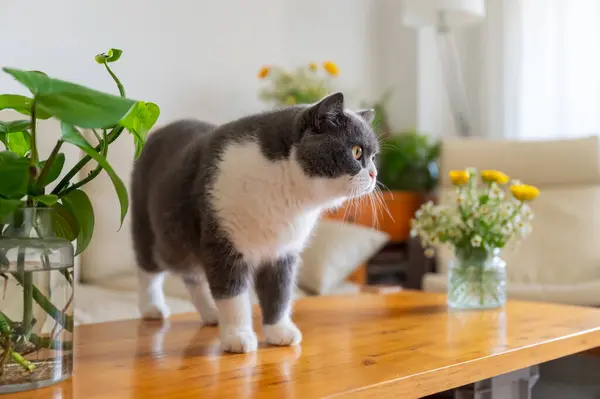 stock image British Shorthair standing on a table