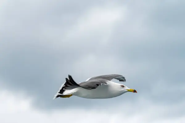 Seagulls 공중에 그들의 날개를 스톡 이미지