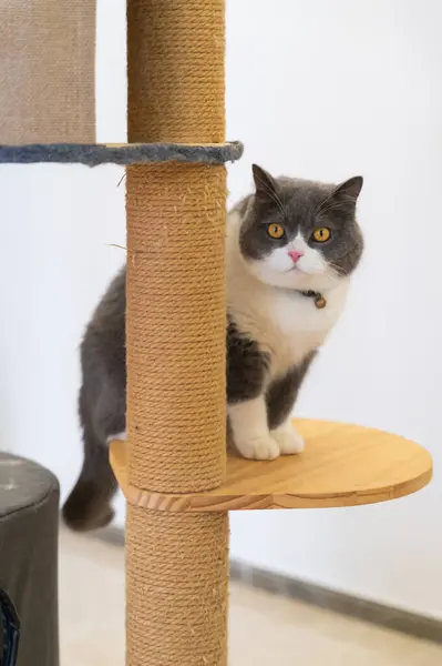 Βρετανική Γάτα Shorthair Κάθεται Πλαίσιο Αναρρίχηση Γάτα Royalty Free Φωτογραφίες Αρχείου